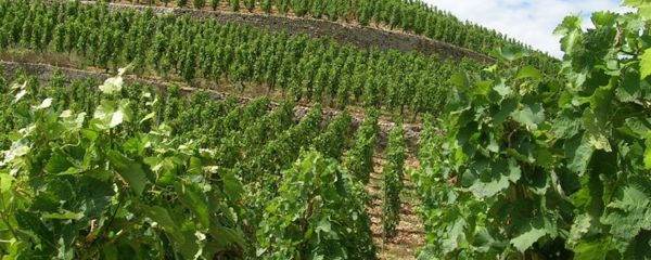 viticulture au Languedoc-Roussillon