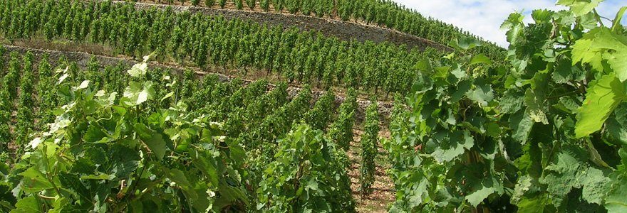 viticulture au Languedoc-Roussillon